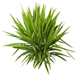 PlantYucca.png